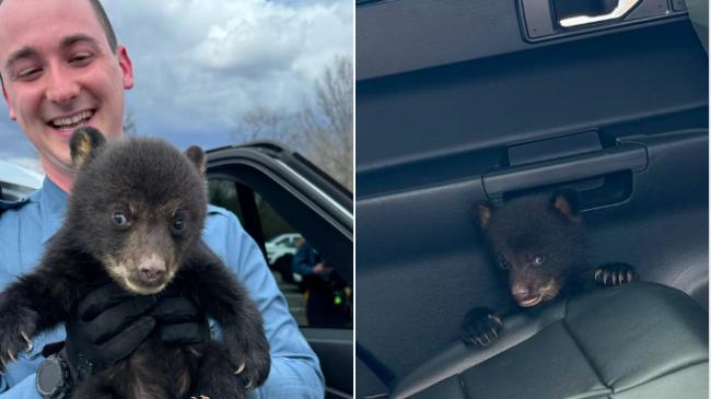 小熊获州警救出后坐警车超萌 网友直呼“可爱”