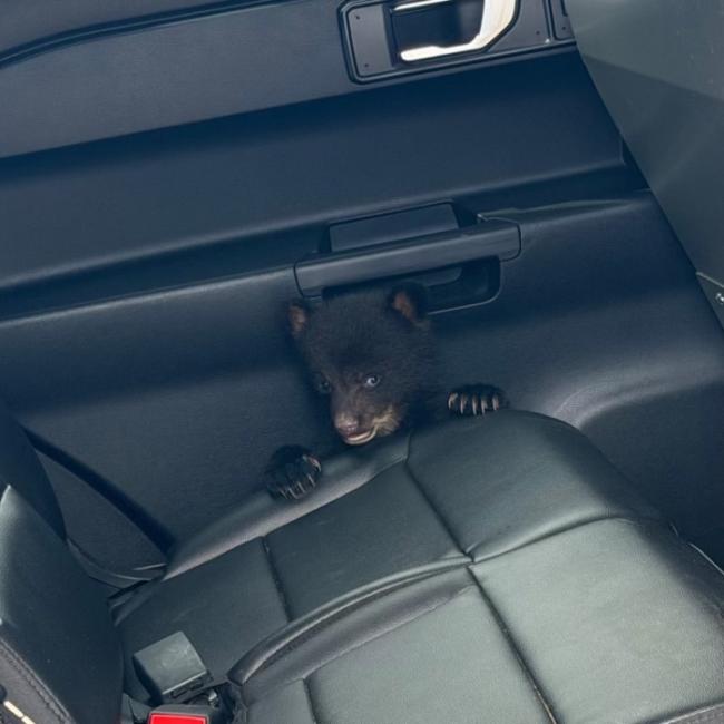 小熊获州警救出后坐警车超萌 网友直呼“可爱”