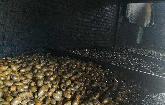 这水果是毒品！中国却有6000万人上瘾