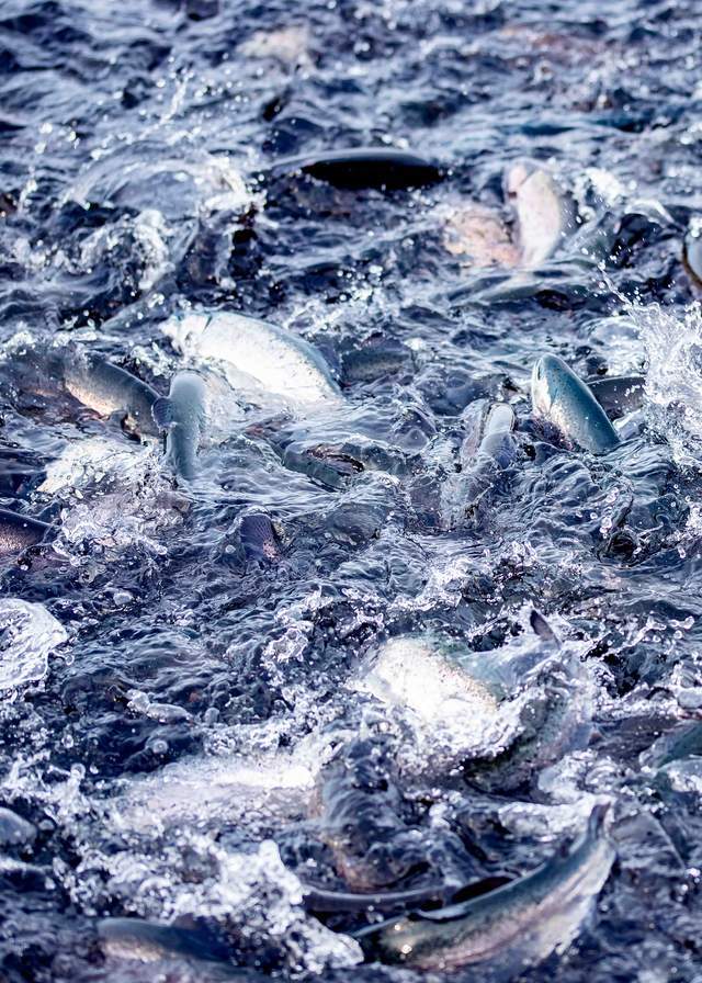 一年81亿的三文鱼垄断,快不行了 一年81亿的三文鱼垄断,快不行了