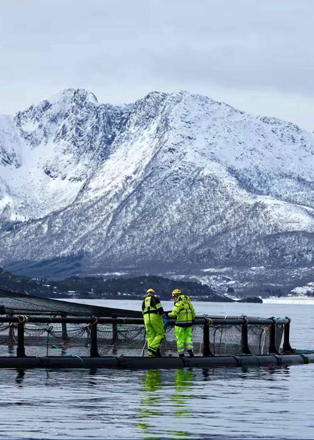 一年81亿的三文鱼垄断,快不行了 一年81亿的三文鱼垄断,快不行了