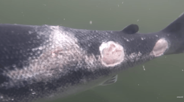 一年81亿的三文鱼垄断,快不行了 一年81亿的三文鱼垄断,快不行了