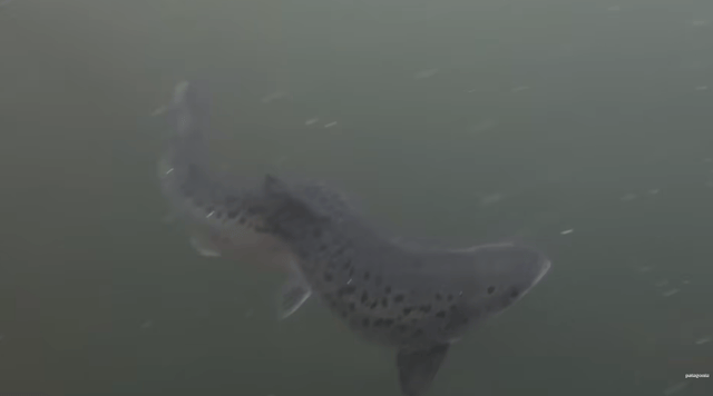 一年81亿的三文鱼垄断,快不行了 一年81亿的三文鱼垄断,快不行了