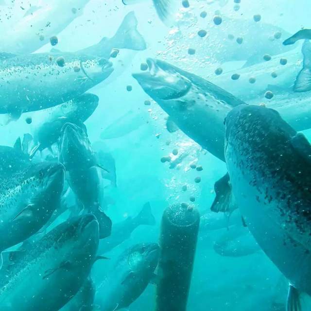 一年81亿的三文鱼垄断,快不行了 一年81亿的三文鱼垄断,快不行了