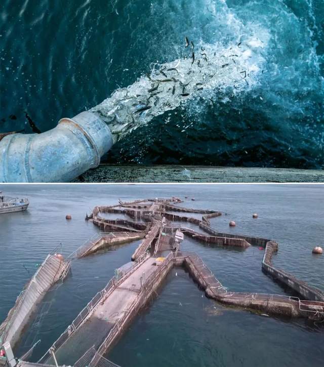 一年81亿的三文鱼垄断,快不行了 一年81亿的三文鱼垄断,快不行了