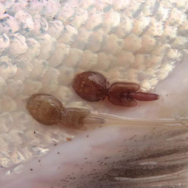 一年81亿的三文鱼垄断,快不行了 一年81亿的三文鱼垄断,快不行了