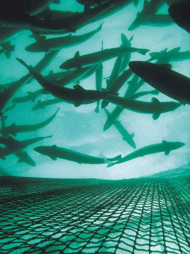 一年81亿的三文鱼垄断,快不行了 一年81亿的三文鱼垄断,快不行了