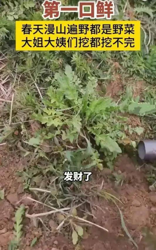 �𲻷� ȫ������Ұ�ˡ�����ͷ��ʡ������