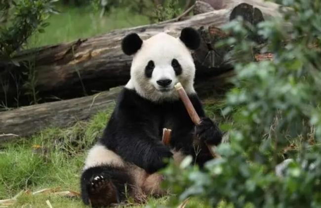 川习会前    中国宣布2只大熊猫赴美10年