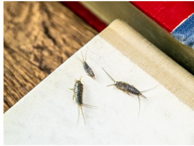 发怵！加国华人求助：家中冒出很多细长虫子