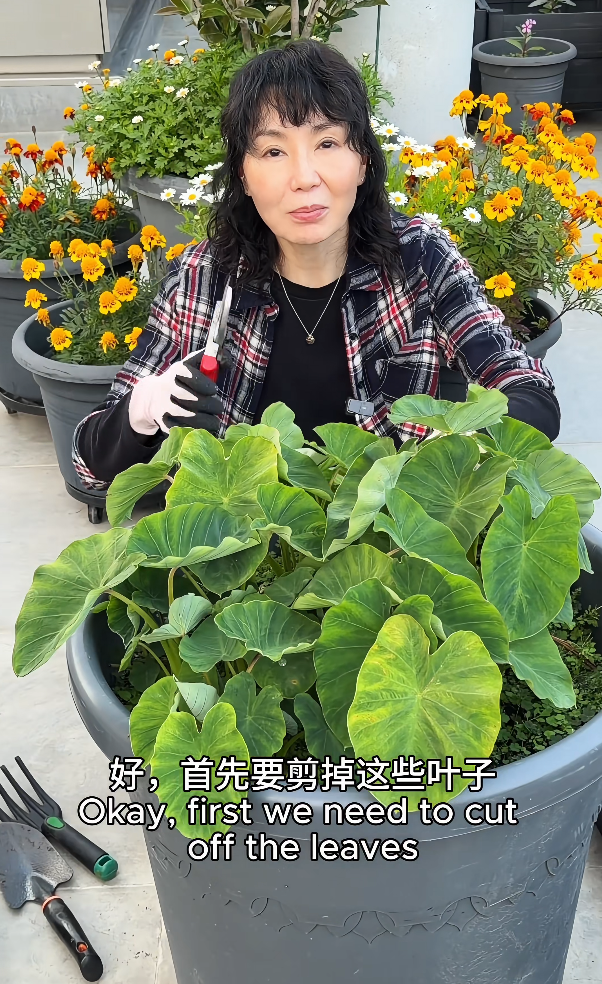 张曼玉香港豪华天台曝光,法国的花园更大气 张曼玉香港豪华天台曝光,法国的花园更大气