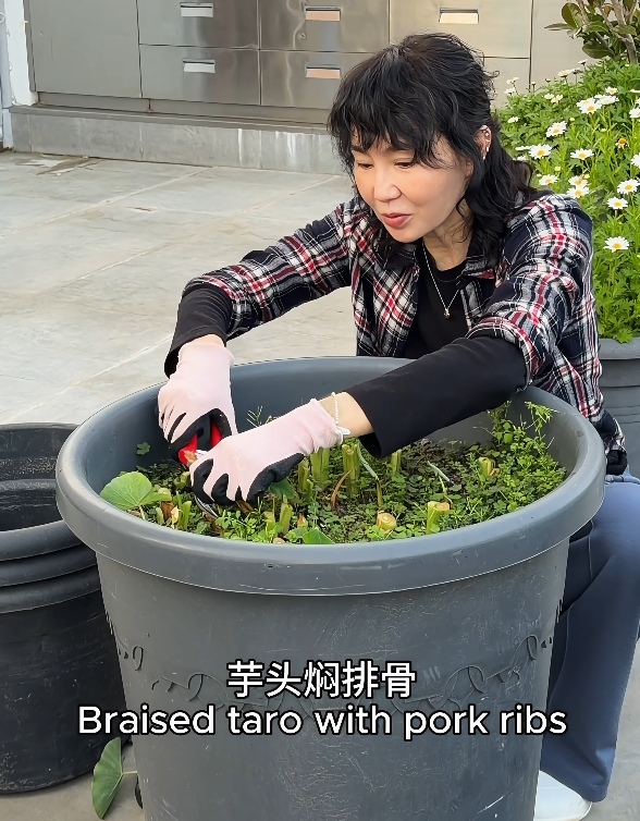 张曼玉香港豪华天台曝光,法国的花园更大气 张曼玉香港豪华天台曝光,法国的花园更大气