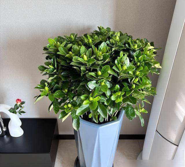 老话讲：“阳台摆3花，家败不旺财”