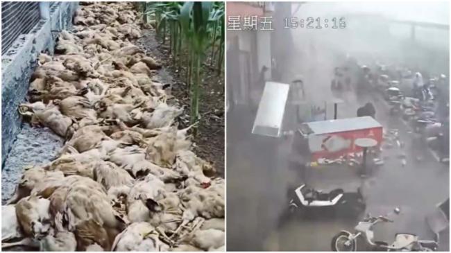 大量鸡被热死 广东酷暑加狂风暴雨宛如末日