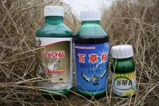 女儿喝百草枯丧命,百草枯发明者如今怎样了 女儿喝百草枯丧命,百草枯发明者如今怎样了