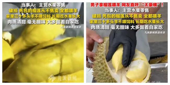 30只羊狂嗑A级榴梿2年 河北饲主曝羊肉惊人变化 30只羊狂嗑A级榴梿2年 河北饲主曝羊肉惊人变化