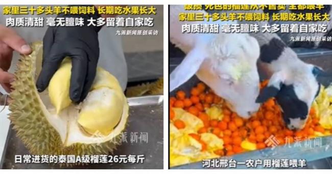 30只羊狂嗑A级榴梿2年 河北饲主曝羊肉惊人变化 30只羊狂嗑A级榴梿2年 河北饲主曝羊肉惊人变化