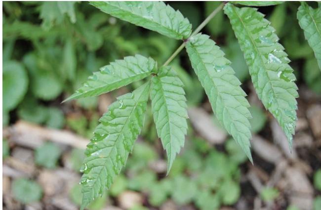 安省“最毒野草”进入盛花期,最快15分钟致命 安省“最毒野草”进入盛花期,最快15分钟致命