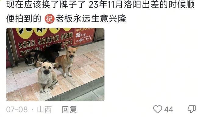 5只小狗自觉排队 烤鸭店首波客人竟是汪汪队