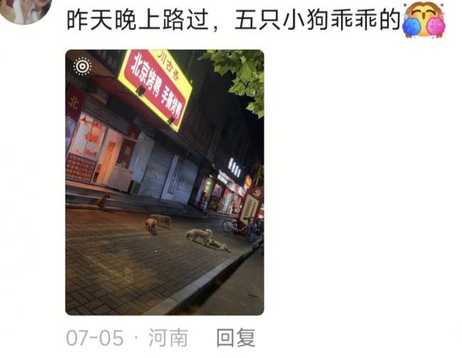 5只小狗自觉排队 烤鸭店首波客人竟是汪汪队