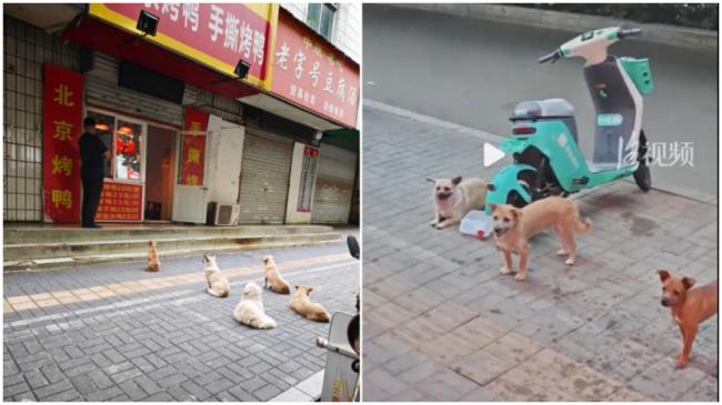 5只小狗自觉排队 烤鸭店首波客人竟是汪汪队