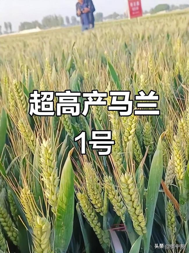 曾被全球专家判死刑 华北地下水被救回来了 曾被全球专家判死刑 华北地下水被救回来了