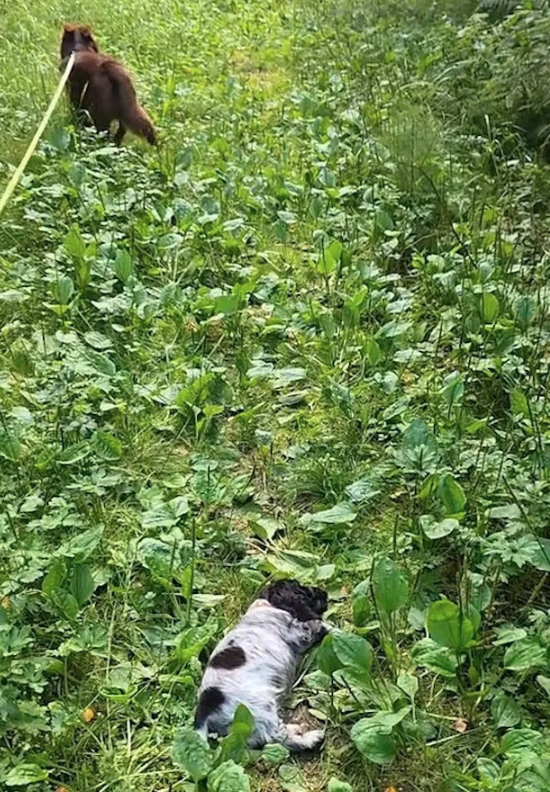 憨萌小狗一高兴就秒睡 开心吃零食下秒就关机… 憨萌小狗一高兴就秒睡 开心吃零食下秒就关机…