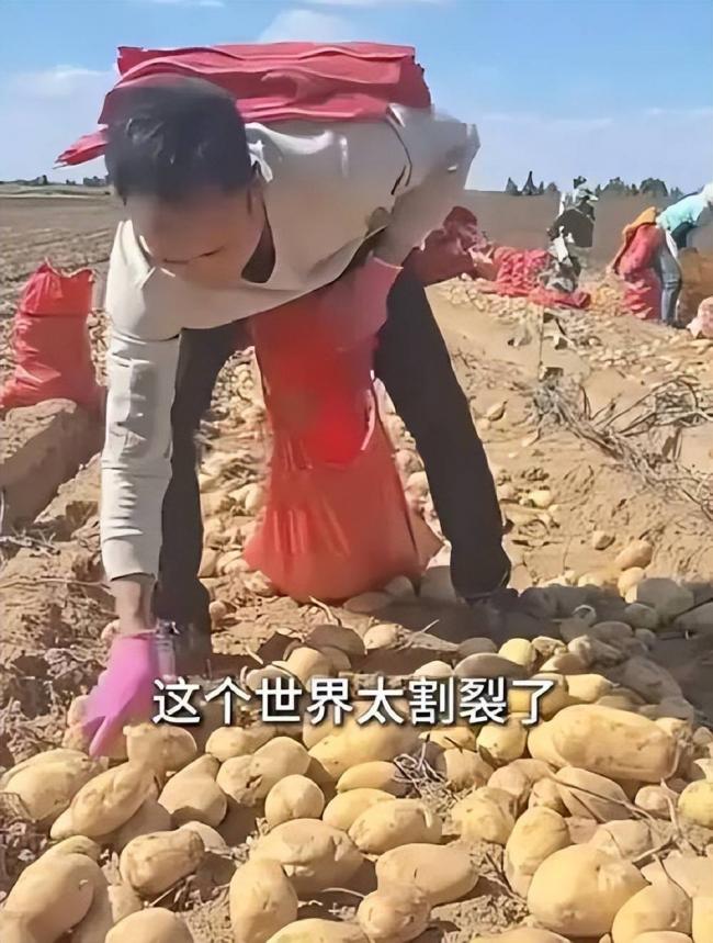 四川小伙赴内蒙捡土豆 工资到账他当场看呆 四川小伙赴内蒙捡土豆 工资到账他当场看呆