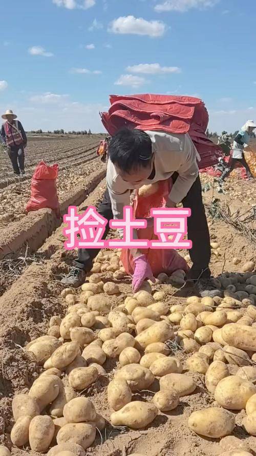 四川小伙赴内蒙捡土豆 工资到账他当场看呆 四川小伙赴内蒙捡土豆 工资到账他当场看呆