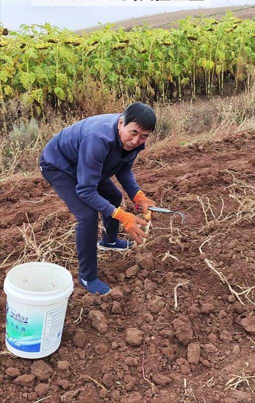 四川小伙赴内蒙捡土豆 工资到账他当场看呆 四川小伙赴内蒙捡土豆 工资到账他当场看呆