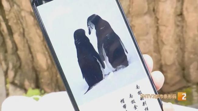 查出癌症 花光积蓄去南极旅游 回来肿瘤竟变小 查出癌症 花光积蓄去南极旅游 回来肿瘤竟变小
