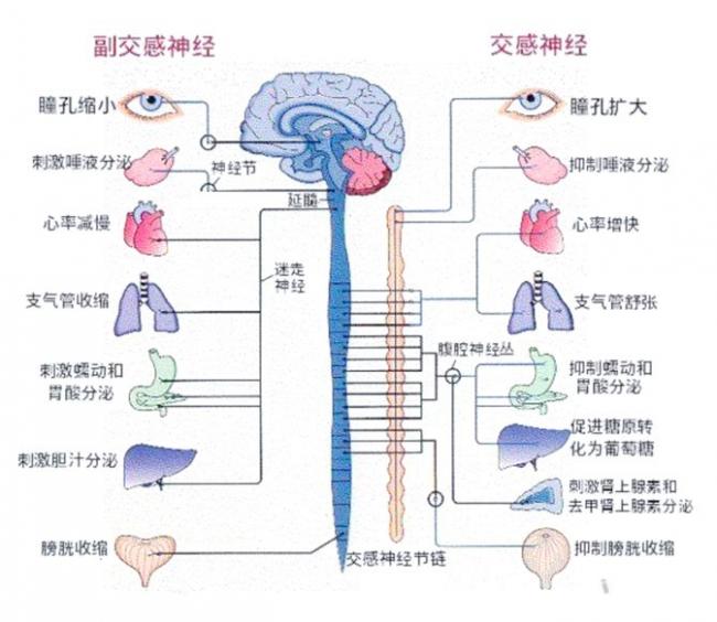 睡前运动到底是助眠还是扰眠?关键在这 睡前运动到底是助眠还是扰眠?关键在这