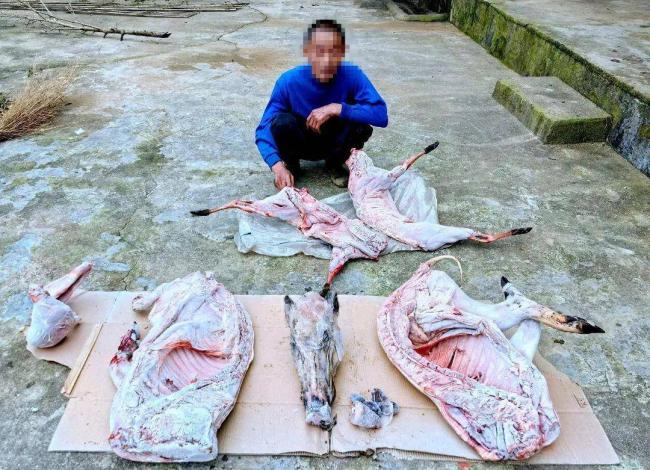 胆大包天！贩卖“野味” 护林员布 980 米电网